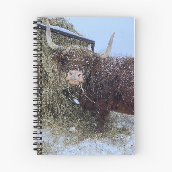 Item preview, Scottish Highland Cattle Cow in snow 3120 designed and sold by SaarelaHighland.