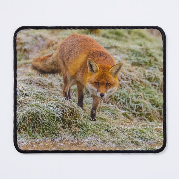 Item preview, Frosty fox designed and sold by Dalyndigital Photography.