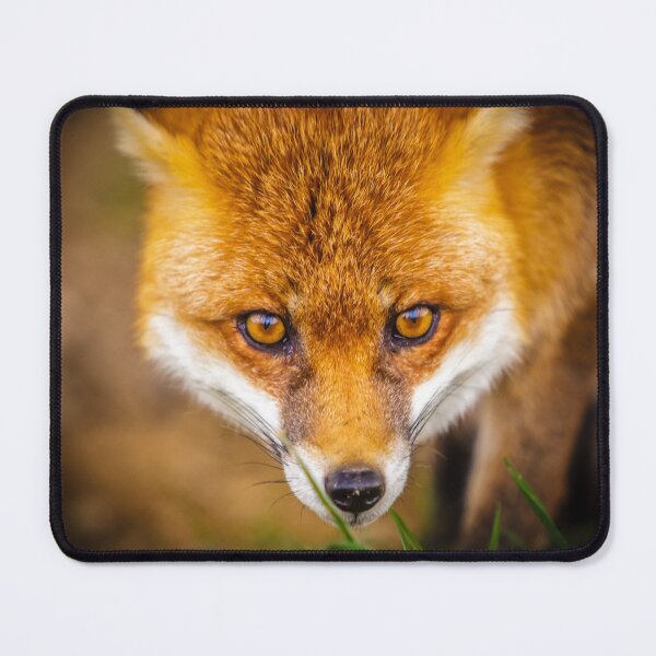 Item preview, European Red Fox designed and sold by Dalyndigital Photography.