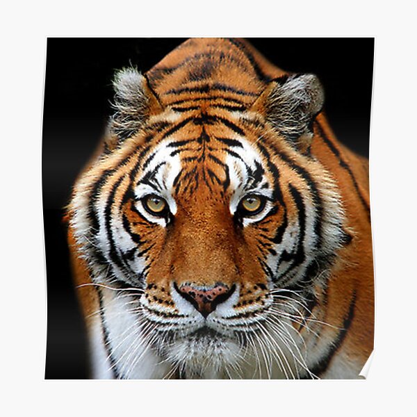 Looking into my Eyes Kuala Lumpur Zoo Poster
