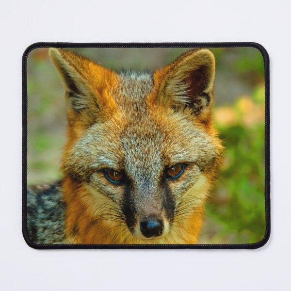 Item preview, Head of a Grey Fox designed and sold by Dalyndigital Photography.