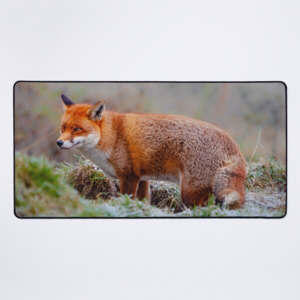 Item preview, Red Fox designed and sold by Dalyndigital Photography.