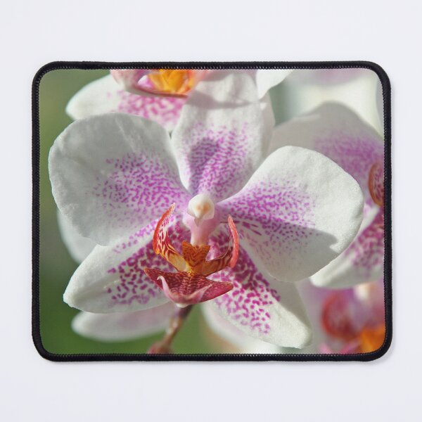 Item preview, Orchid designed and sold by Calidris Fotografie Steffi & Ben Köppler.