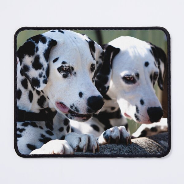 Item preview, Dalmatian dogs designed and sold by Dalyndigital Photography.