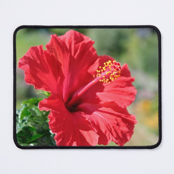 Item preview, Hibiscus designed and sold by Calidris Fotografie Steffi & Ben Köppler.