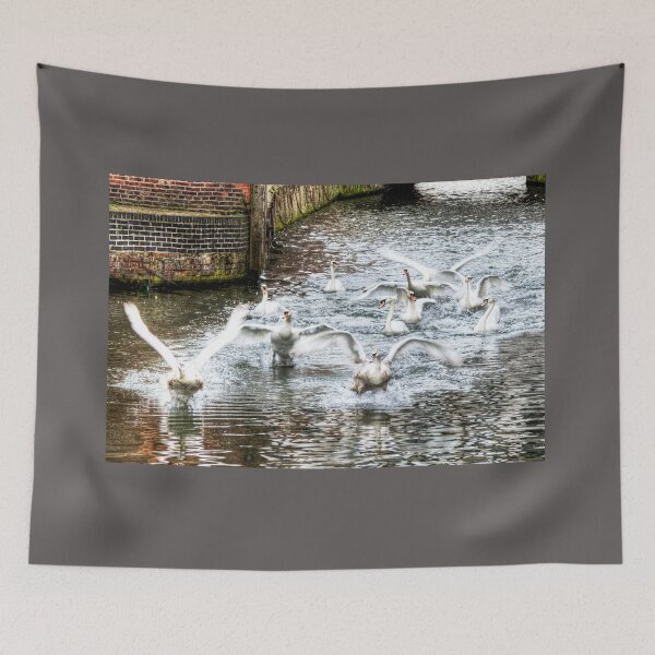 Item preview, Panic, Swans Take Flight designed and sold by Paul Thompson Photography.