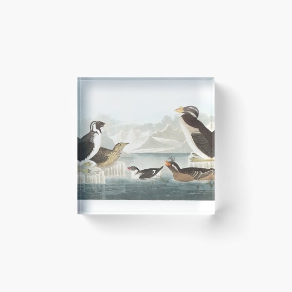 Item preview,  Ancient Murrelet, Kittlitz's Murrelet, Least Auklet, Crested Auklet and Rhinoceros Auklet- John James Audubon  designed and sold by billythekidtees.