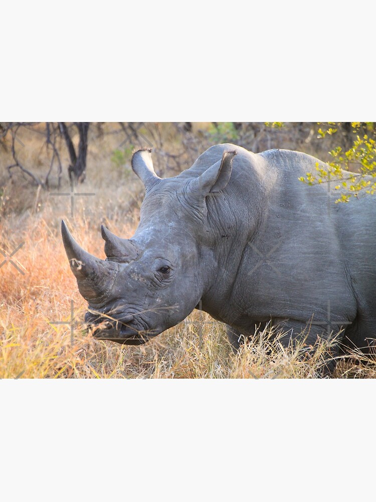White rhinoceros rhino in Kruger National Park, South Africa