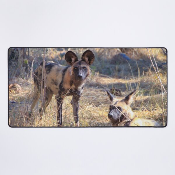 Item preview, Two African wild dogs in Moremi Game Reserve, Botswana designed and sold by SafariByMarisa.