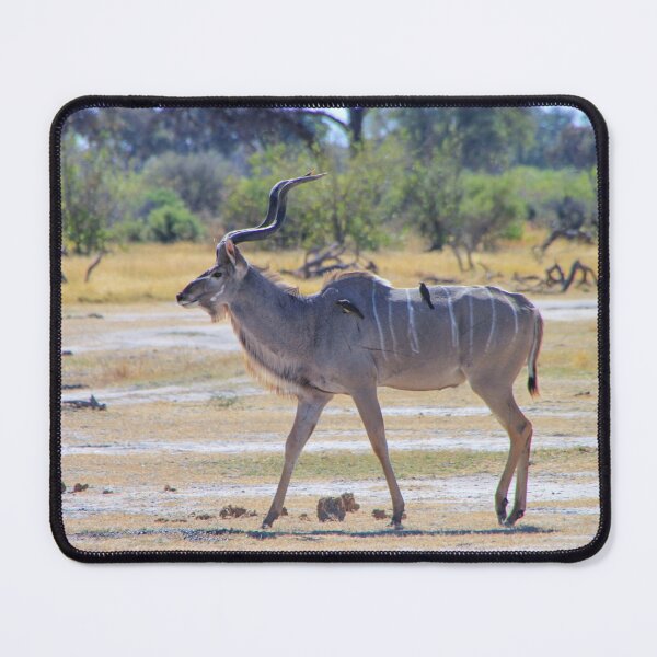 Item preview, Male Kudu Antelope with Oxpecker Birds designed and sold by SafariByMarisa.
