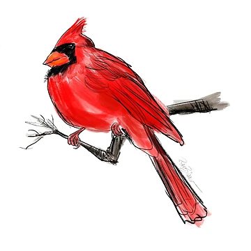 Artwork thumbnail, Red Cardinal by Ryan Biddle