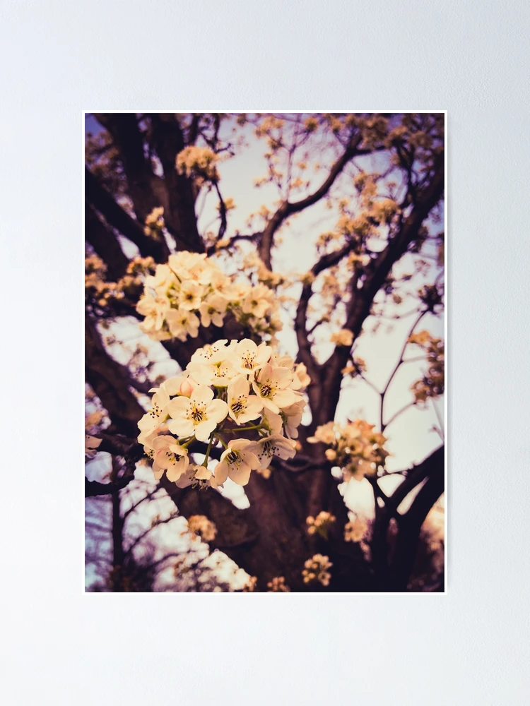 Thumbnail 1 of 3, Poster, Spring designed and sold by Millza.