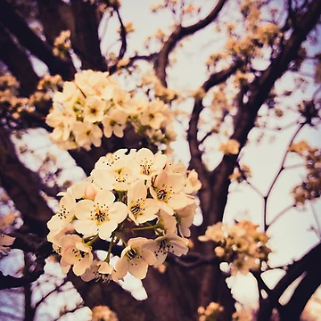 Artwork thumbnail, Spring by Millza
