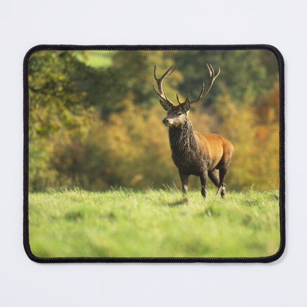 Item preview, Majestic Rutting Stag - Red Deer designed and sold by Helen Walker.