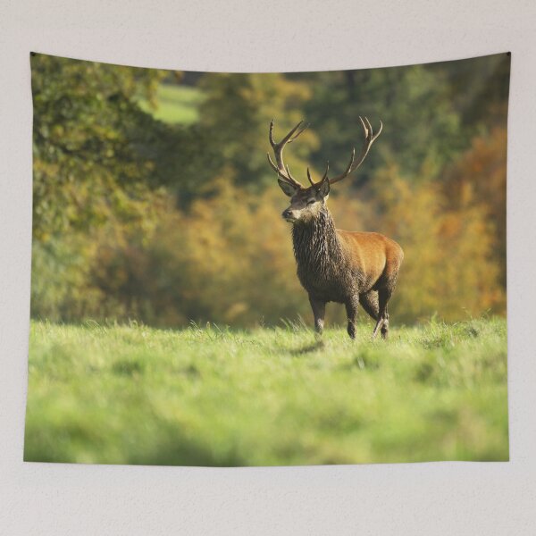 Item preview, Majestic Rutting Stag - Red Deer designed and sold by Helen Walker.