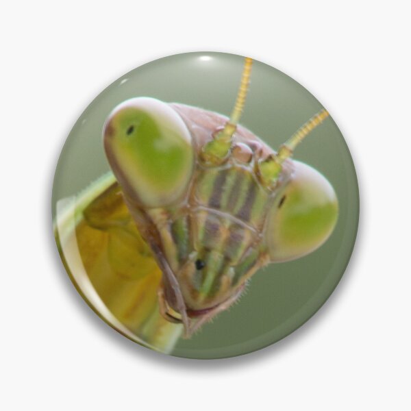 Item preview, A Praying Mantis designed and sold by Bill Spengler's Photographic Thoughts.