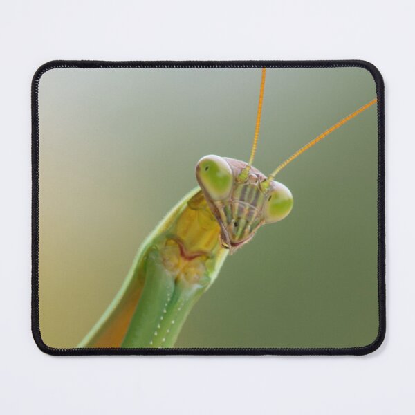 Item preview, A Praying Mantis designed and sold by Bill Spengler's Photographic Thoughts.