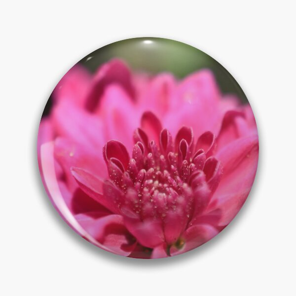Item preview, Pink chrysanthemum flower photograph designed and sold by PuzbieArts.