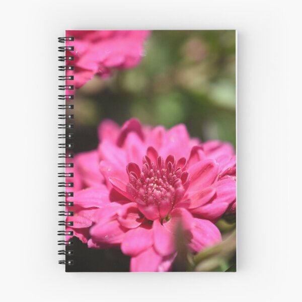 Item preview, Pink chrysanthemum flower photograph designed and sold by PuzbieArts.