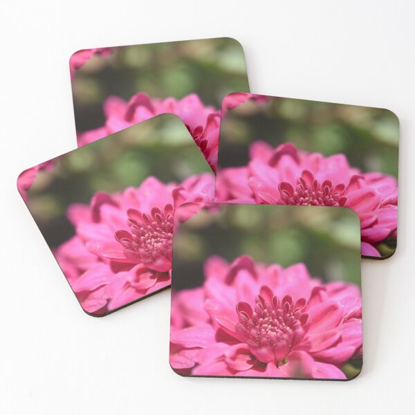 Item preview, Pink chrysanthemum flower photograph designed and sold by PuzbieArts.