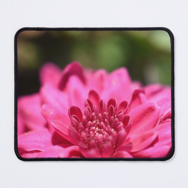 Item preview, Pink chrysanthemum flower photograph designed and sold by PuzbieArts.