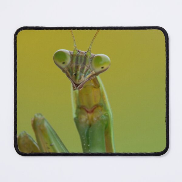 Item preview, A Praying Mantis Portrait designed and sold by Bill Spengler's Photographic Thoughts.