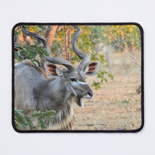 Item preview, Male Kudu Close Up, Botswana, Africa designed and sold by SafariByMarisa.