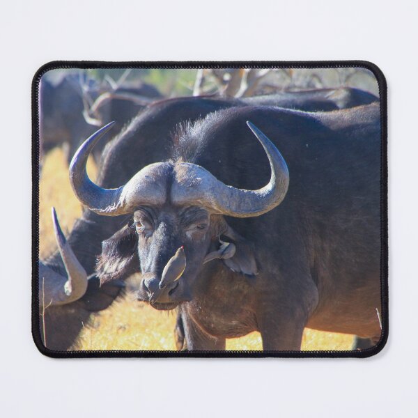 Item preview, African Cape Buffalo with Two Oxpeckers on His Face designed and sold by SafariByMarisa.
