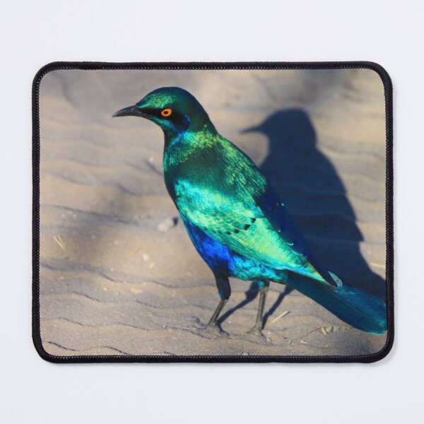 Item preview, African Blue Starling Bird designed and sold by SafariByMarisa.