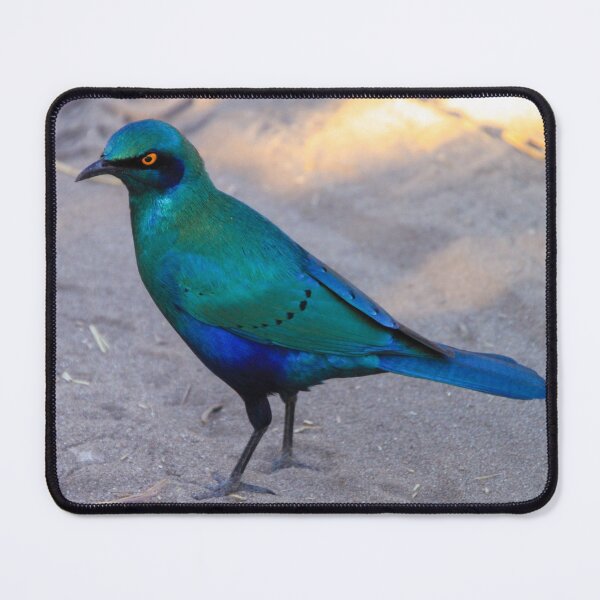 Item preview, African Blue Starling Bird in the Shade designed and sold by SafariByMarisa.