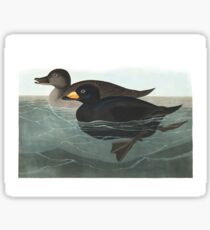 Black Scoter - John James Audubon Sticker