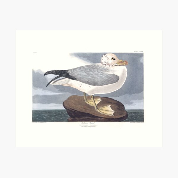 Item preview, Northern Fulmar - John James Audubon designed and sold by billythekidtees.