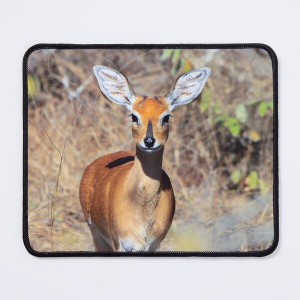Item preview, Steenbok antelope in South Africa designed and sold by SafariByMarisa.