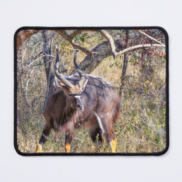 Item preview, Male Nyala Antelope from South Africa designed and sold by SafariByMarisa.