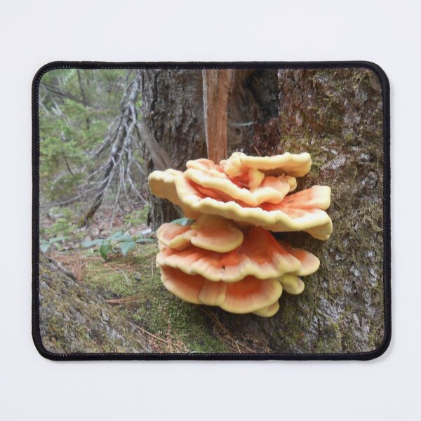 Item preview, Large Tree Fungi designed and sold by dutchiens.