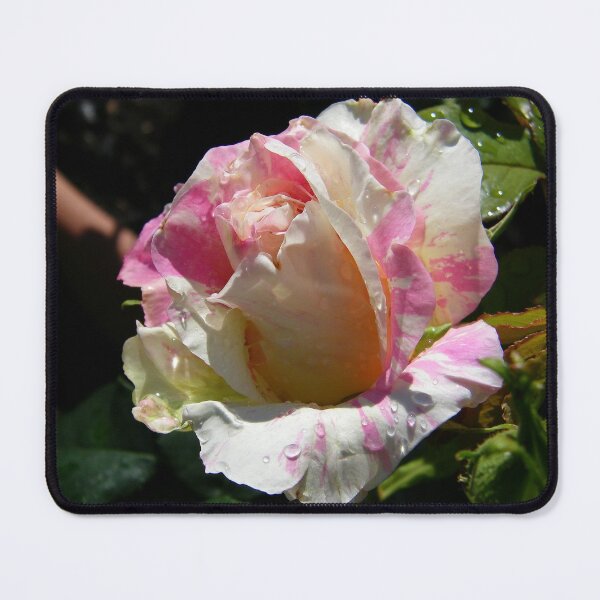 Item preview, Summer Magic .. Raindrops on a Rose designed and sold by LoneAngel.