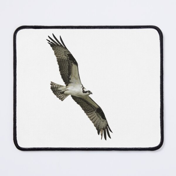 Item preview, Isolated Osprey 2021-1 designed and sold by Thomasyoung.