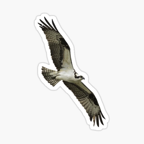 Item preview, Isolated Osprey 2021-1 designed and sold by Thomasyoung.