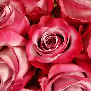 Artwork thumbnail, Dark Edged Pink Roses by TheSplitWindow