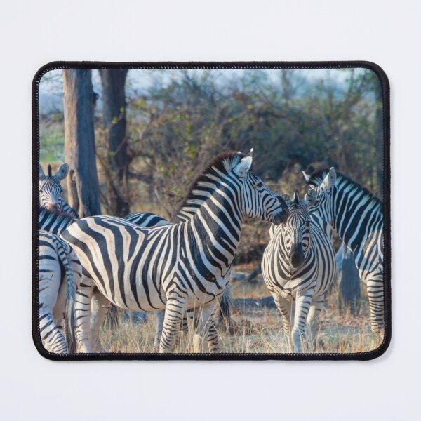 Item preview, Zebra Herd in Moremi Game Reserve, Botswana designed and sold by SafariByMarisa.