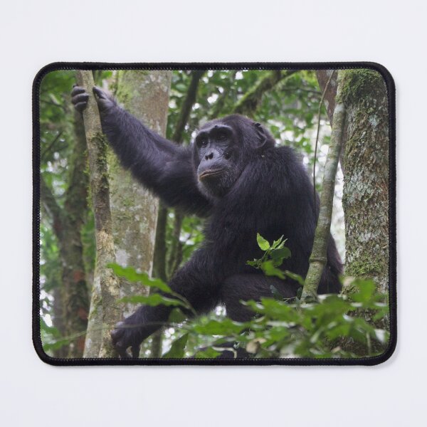 Item preview, Chimpanzee in Kibaei Forest National Park, Uganda designed and sold by SafariByMarisa.