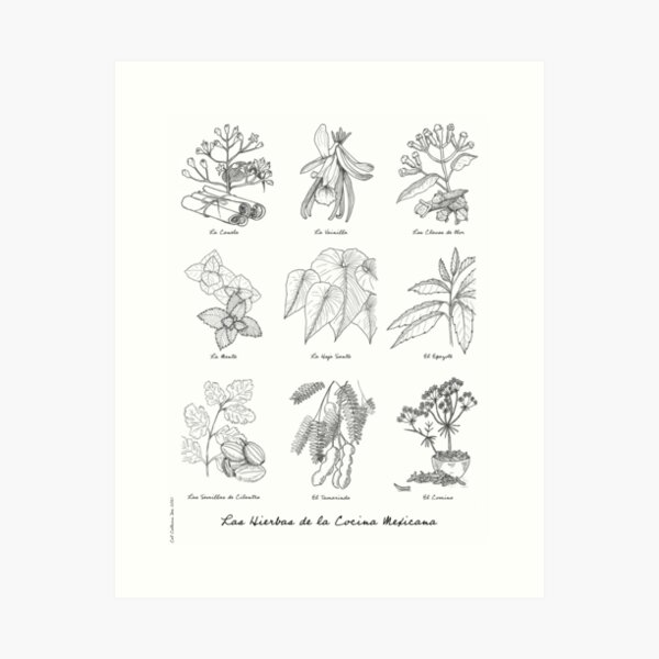 Las Hierbas de la Cocina Mexicana Art Print