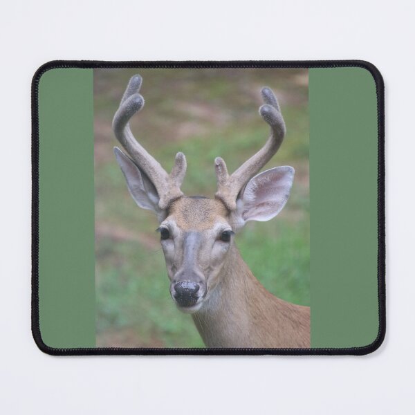 Item preview, Antler Boy - white tailed deer designed and sold by SafariByMarisa.