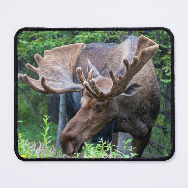 Item preview, Wild Male Moose with Antlers in Alaska designed and sold by SafariByMarisa.