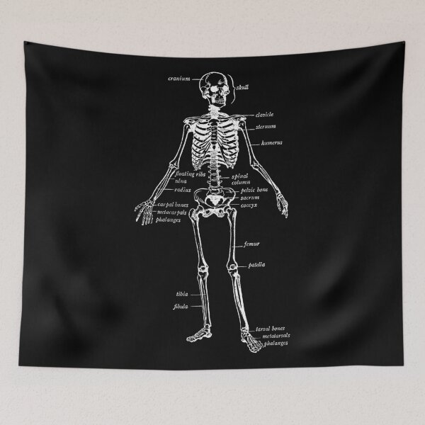 Item preview, Human skeleton diagram designed and sold by TheBrotherHouse.