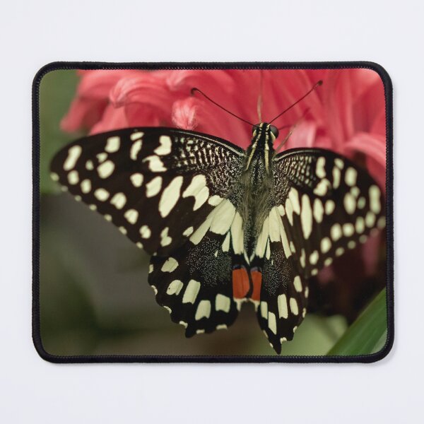 Item preview, Lime Swallowtail Butterfly designed and sold by JLP ARTWORKS.