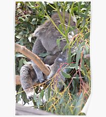 Koala - Ballarat Wildlife Park Poster