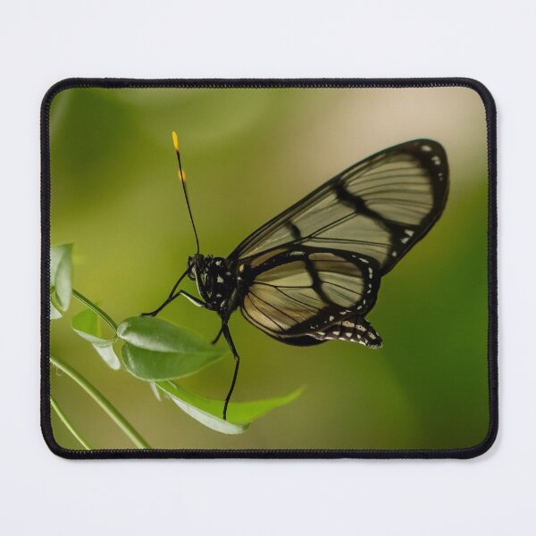 Item preview, Confusa Tigerwing Butterfly designed and sold by JLP ARTWORKS.