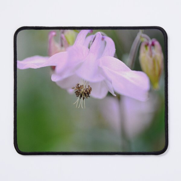 Item preview, Delightfully Delicate Aquilegia designed and sold by imaginethis.