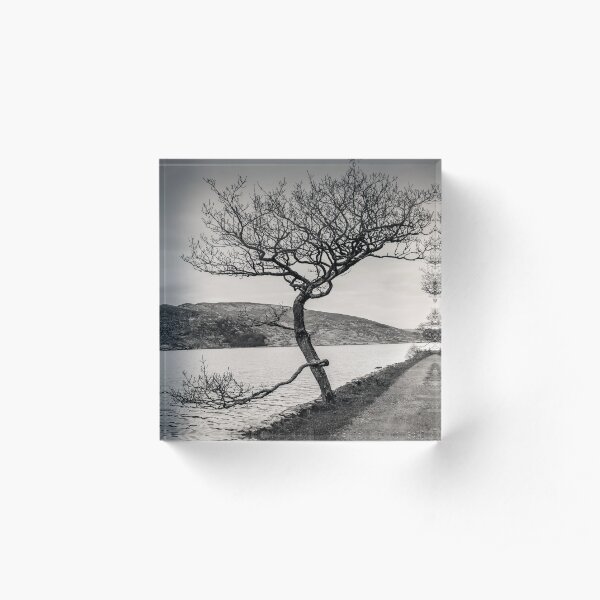 A Winter tree Acrylic Block